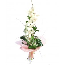 Роскошная орхидея