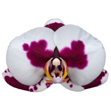 Орхидея Фаленопсис Polka Dot