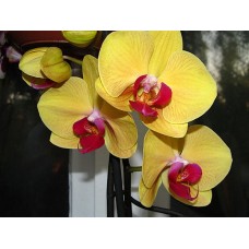 Орхидея Фаленопсис Solid Gold
