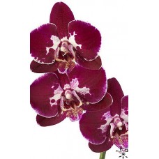 Орхидея Фаленопсис Deep Purple