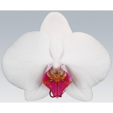 Орхидея Фаленопсис Red Lip