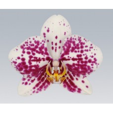 Орхидея Фаленопсис Marbella