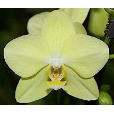 Орхидея Фаленопсис Amadeus