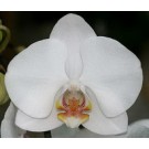 Орхидея Фаленопсис Casablanca